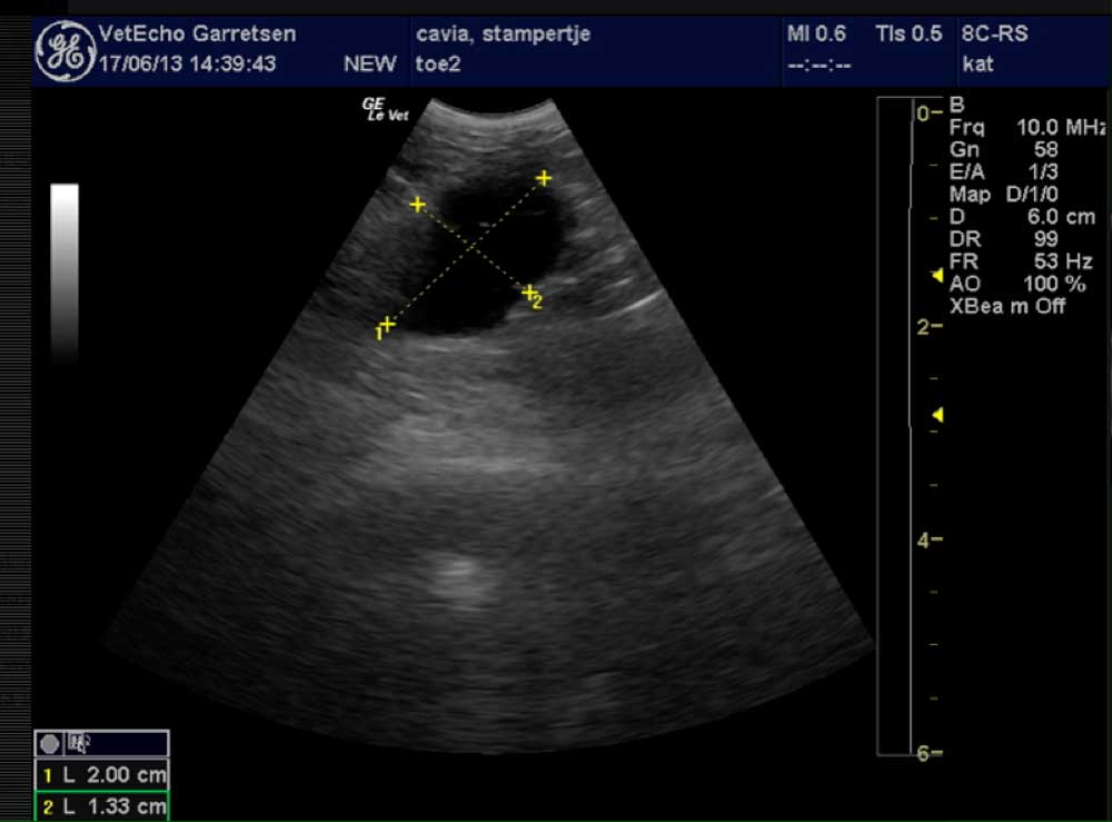 Op het echobeeld is een cysteuze ovaria te zien.